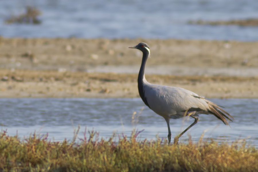 Demoiselle Crane