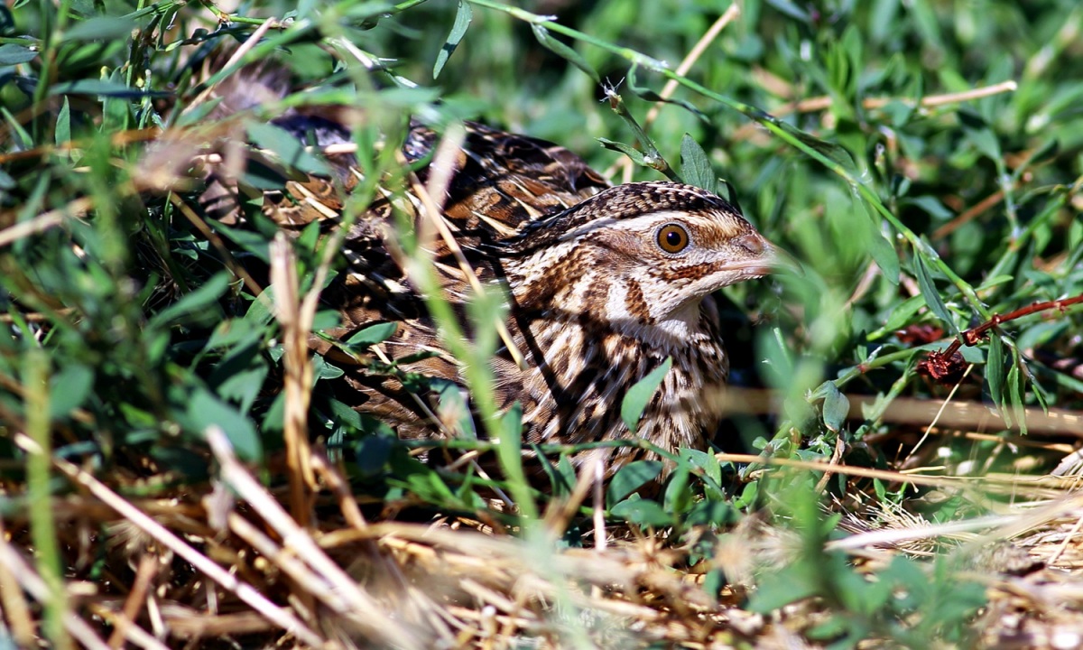 Common Quail
