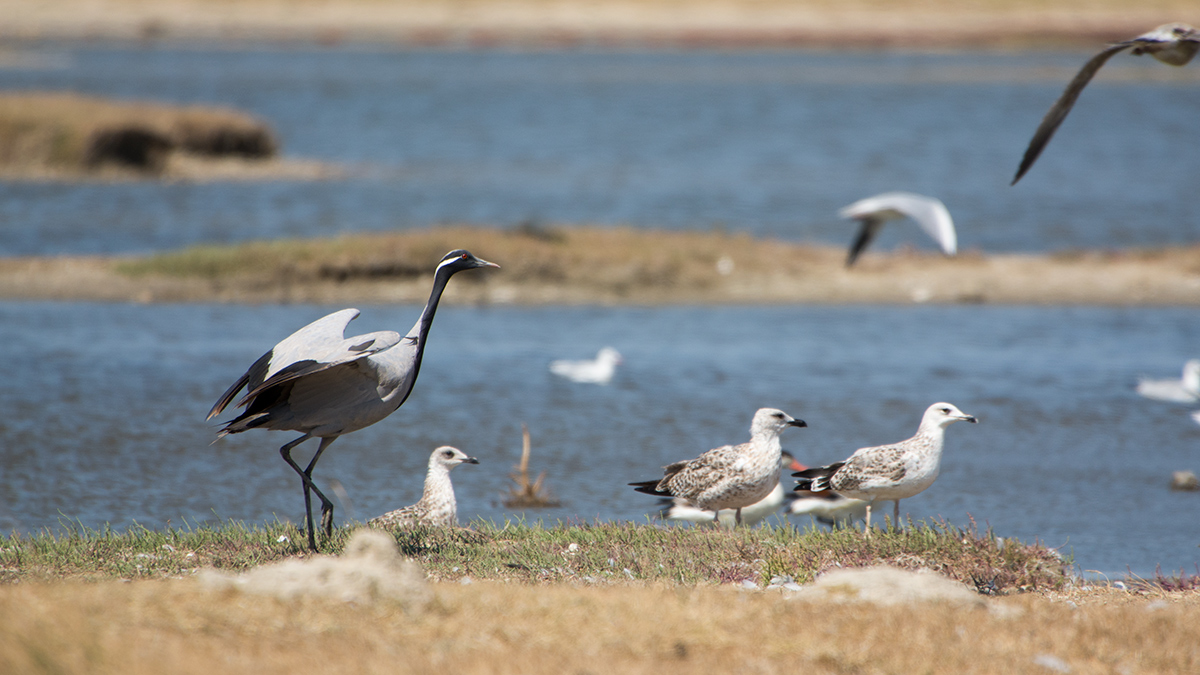 Demoiselle Crane