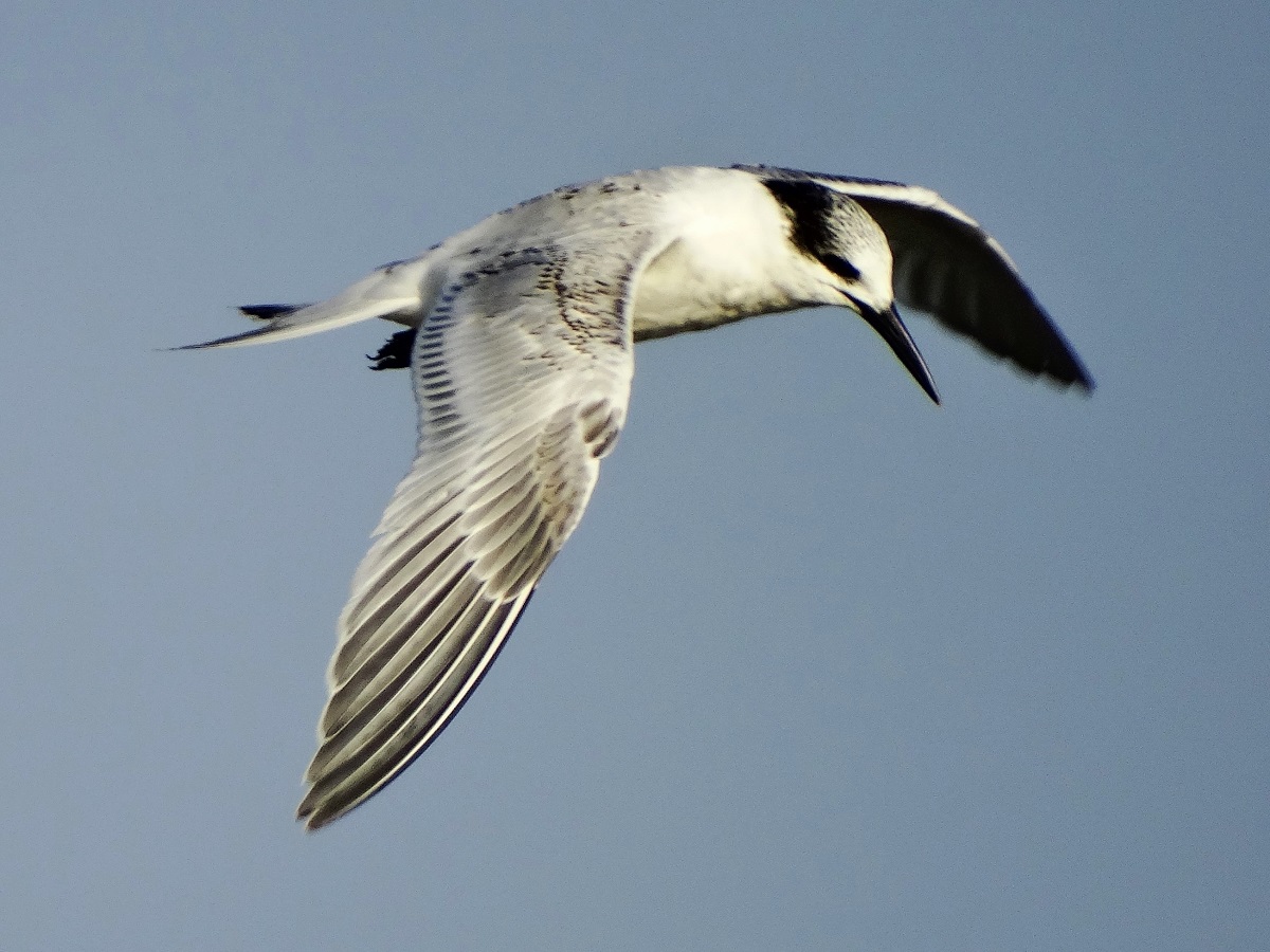 Karagagalı Sumru