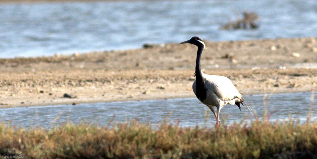 Demoiselle Crane
