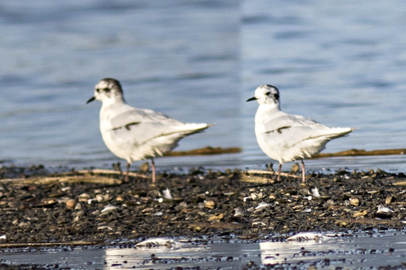 Little Gull