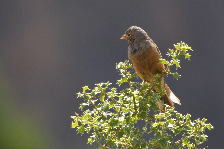 Cretzschmar`s Bunting
