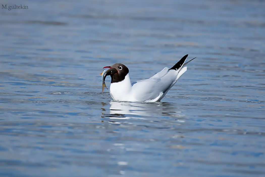 Black-headed Gull