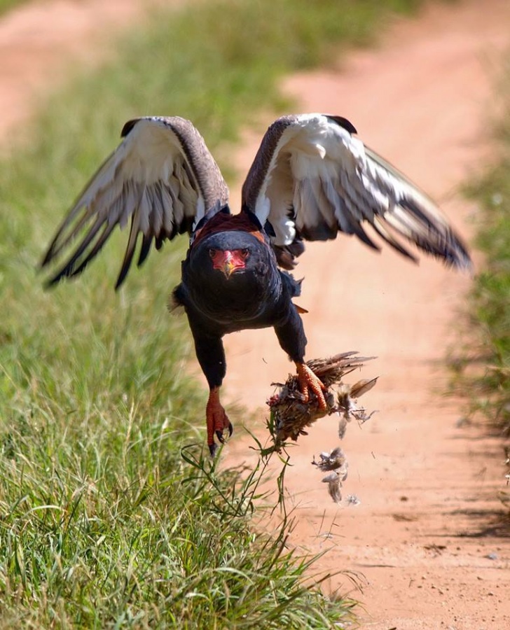 Bateleur