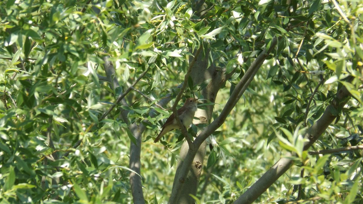 Common Nightingale