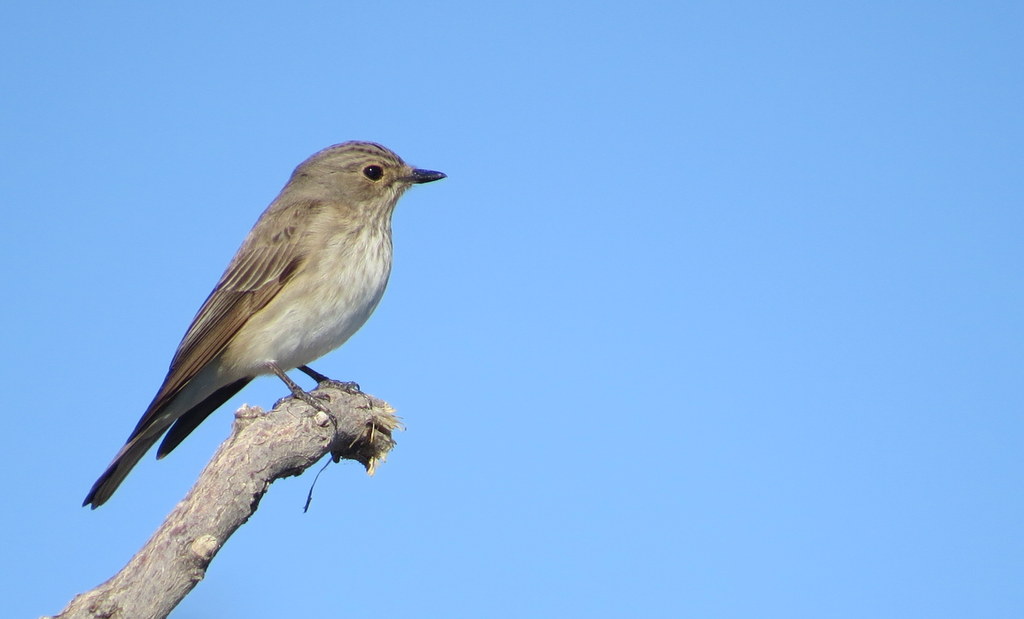 Spotted Flycatcher