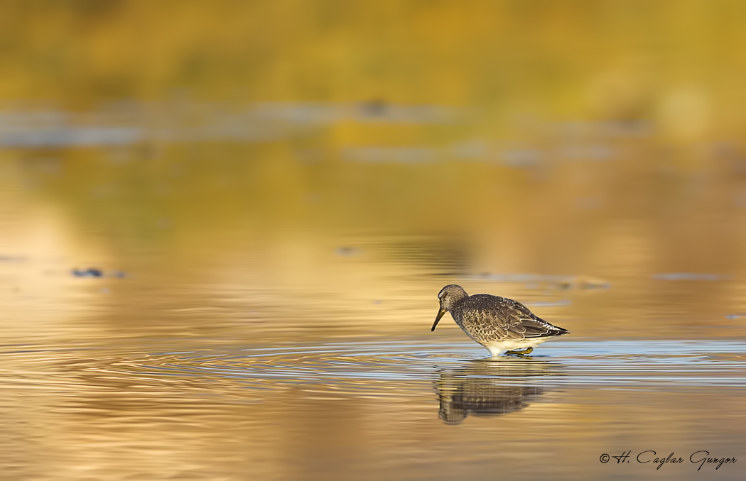 Red Knot