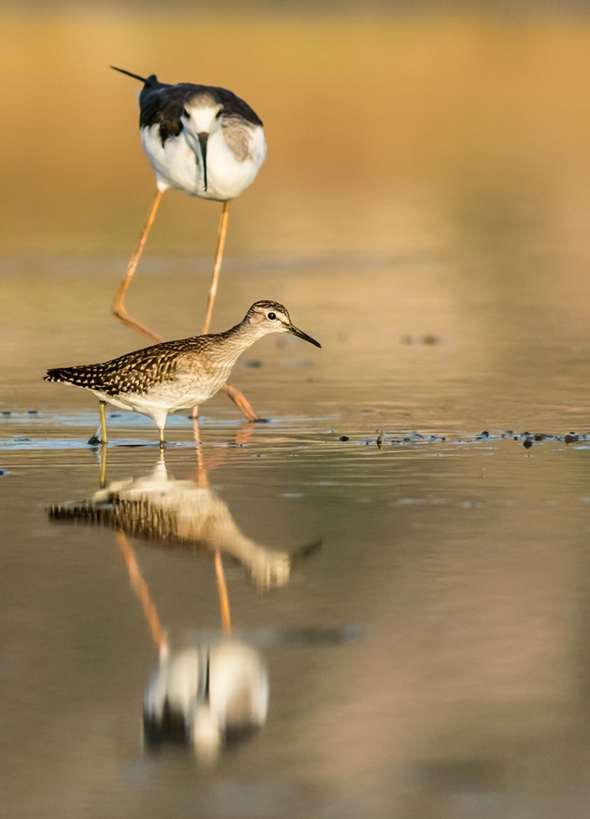 Wood Sandpiper