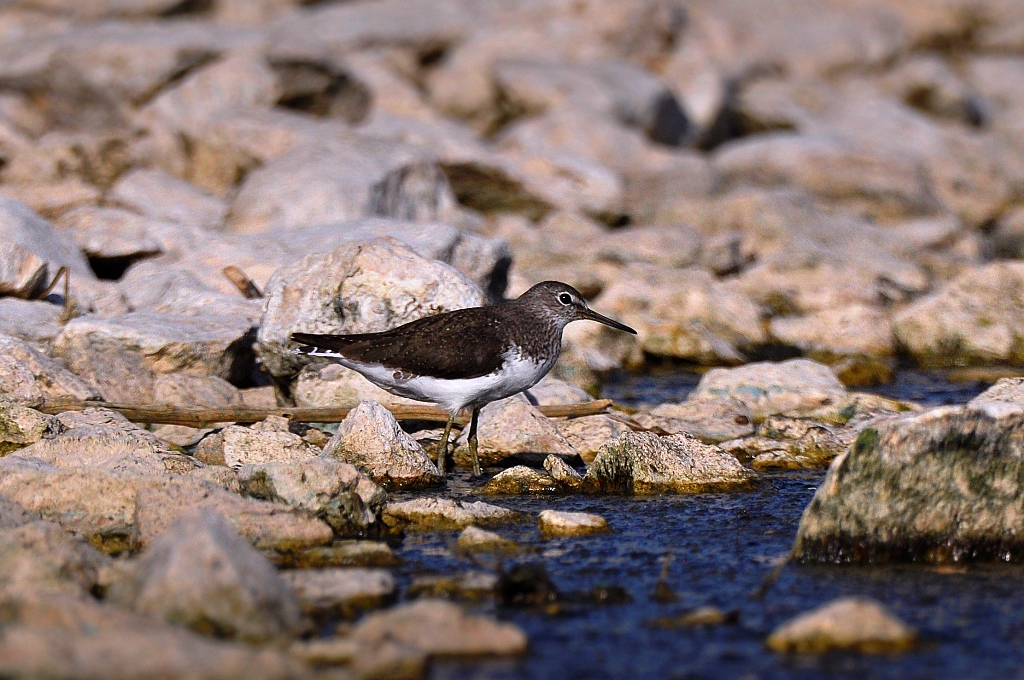 Green Sandpiper