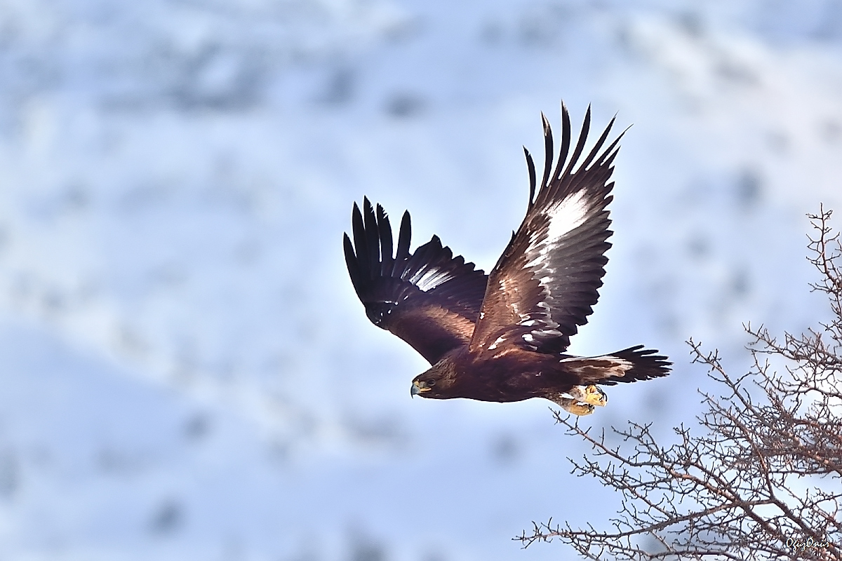 Golden Eagle