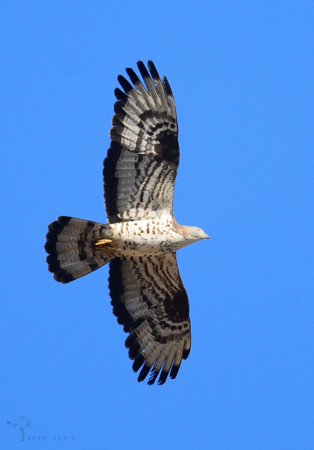 European Honey Buzzard