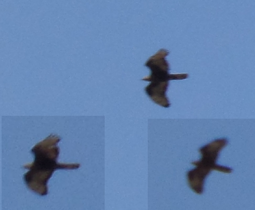 European Honey Buzzard