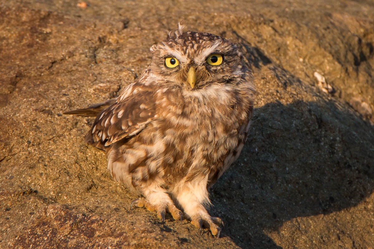Little Owl
