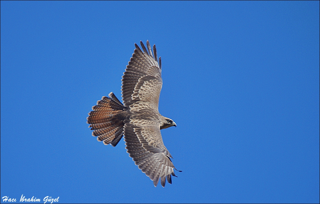 Common Buzzard