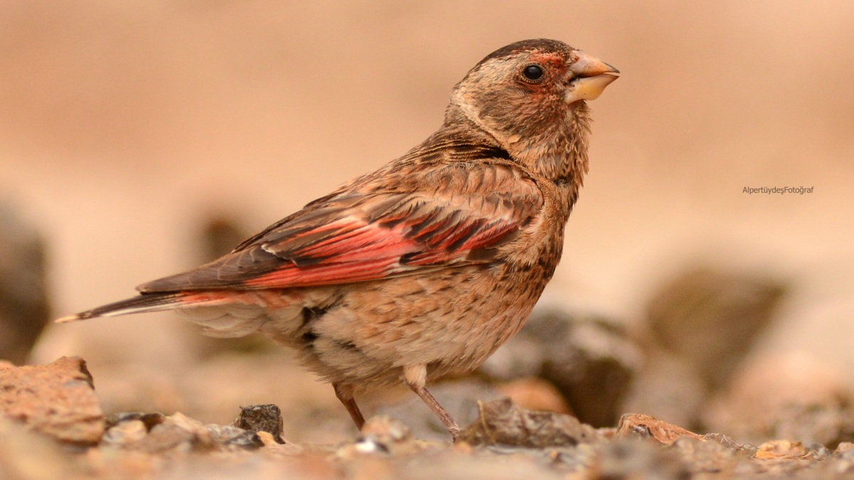 Eurasian Crimson-winged Finch
