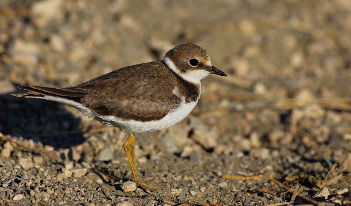 Little Ringed Plover