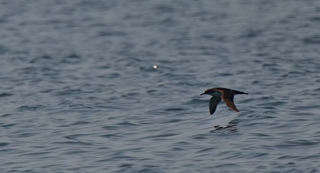 Yelkouan Shearwater