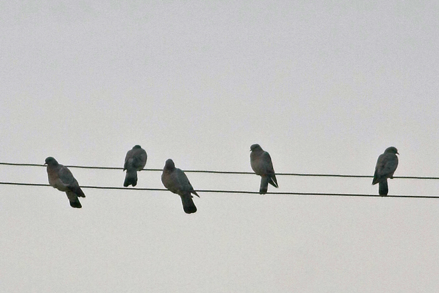 Stock Dove