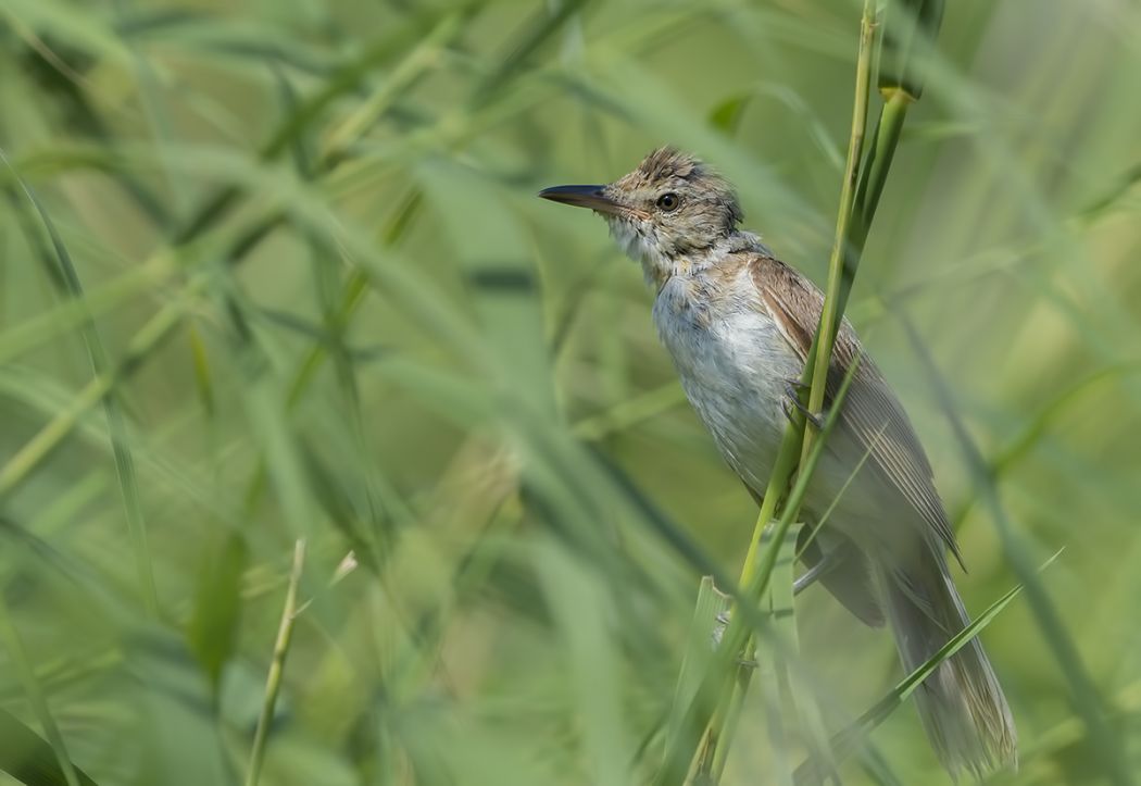 Great Reed Warbler