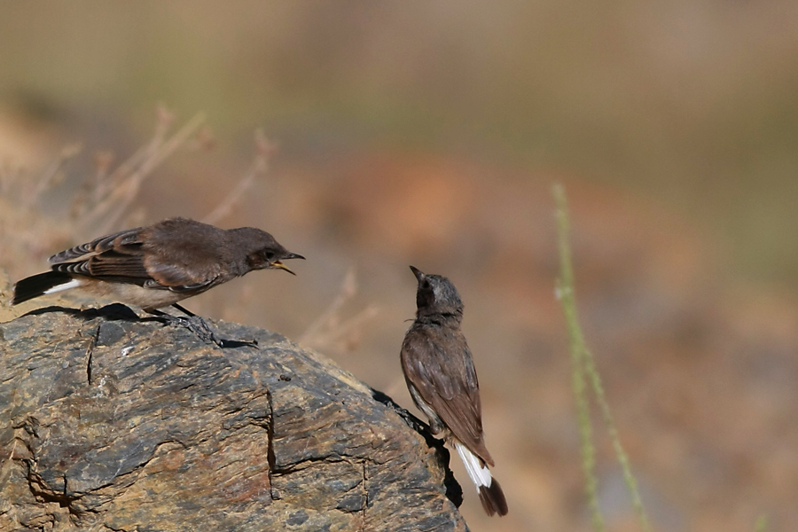 Red-tailed Wheatear