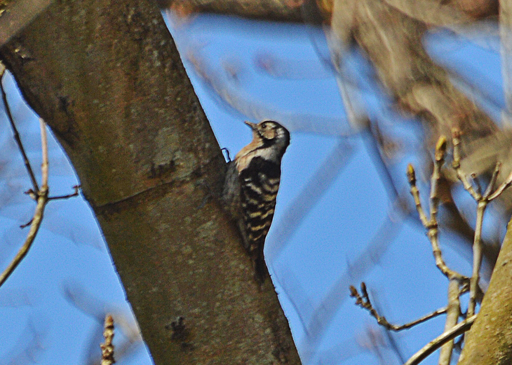 Lesser Spotted Woodpecker