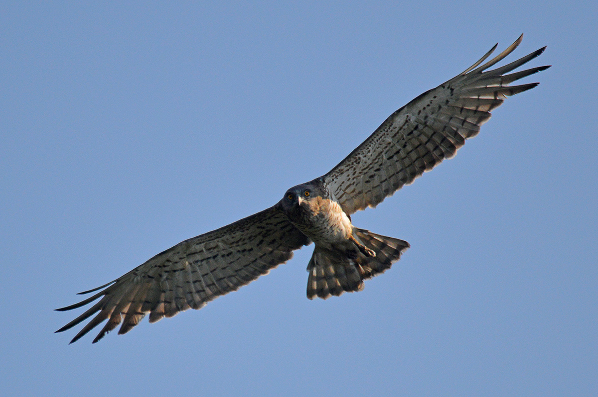 Short-toed Snake Eagle