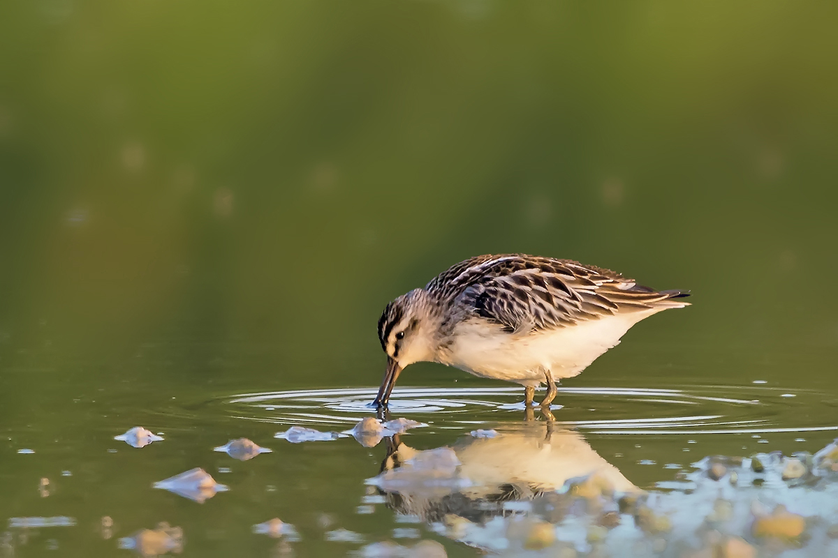 Broad-billed Sandpiper