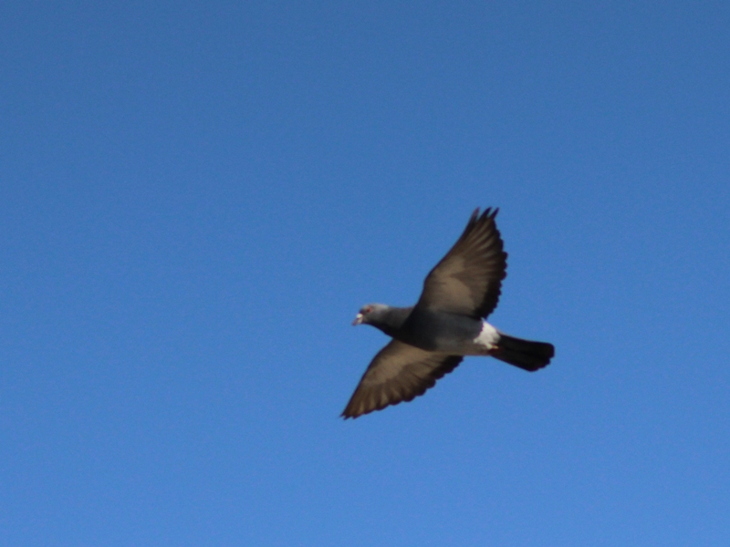 Rock Dove
