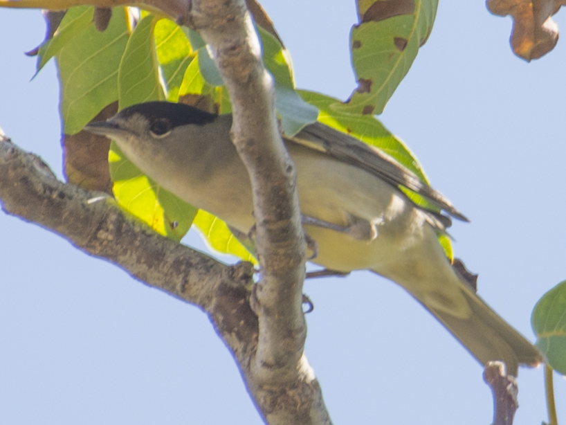 Eurasian Blackcap