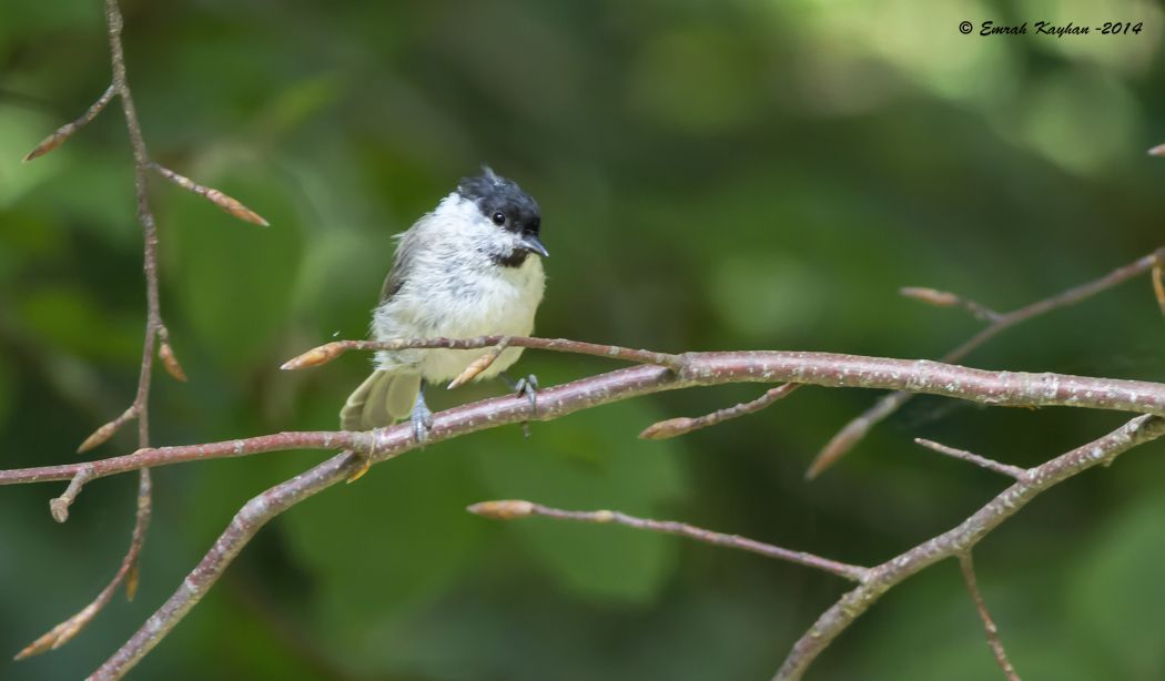 Marsh Tit