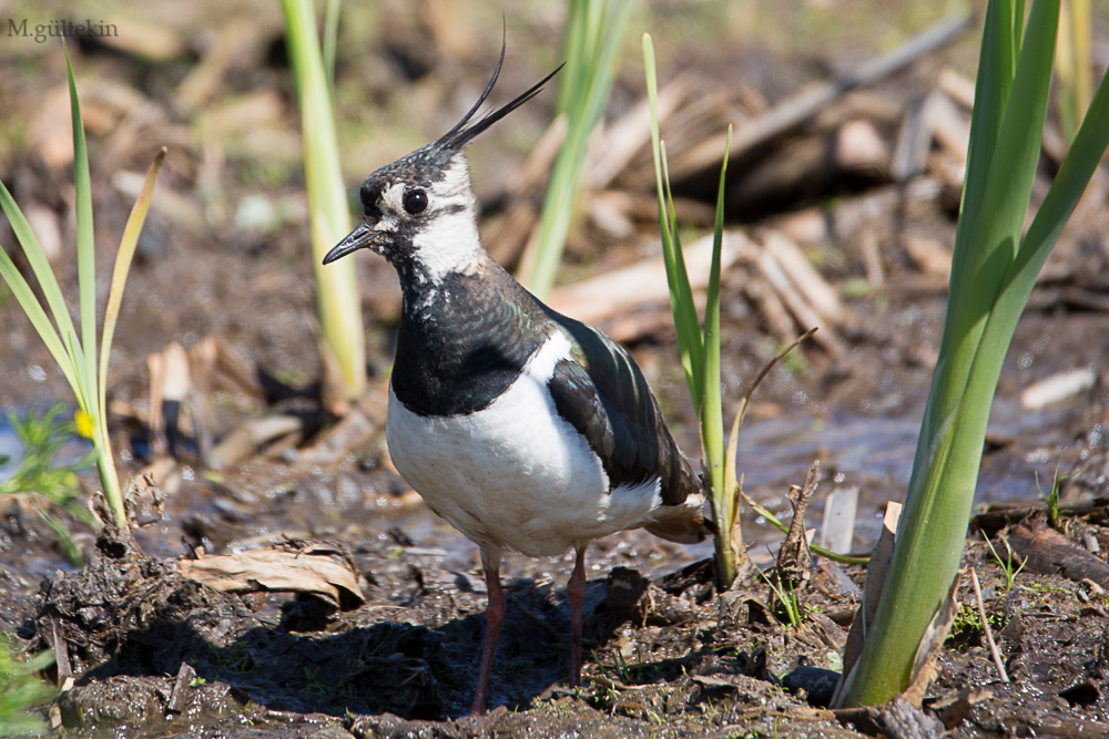 Northern Lapwing