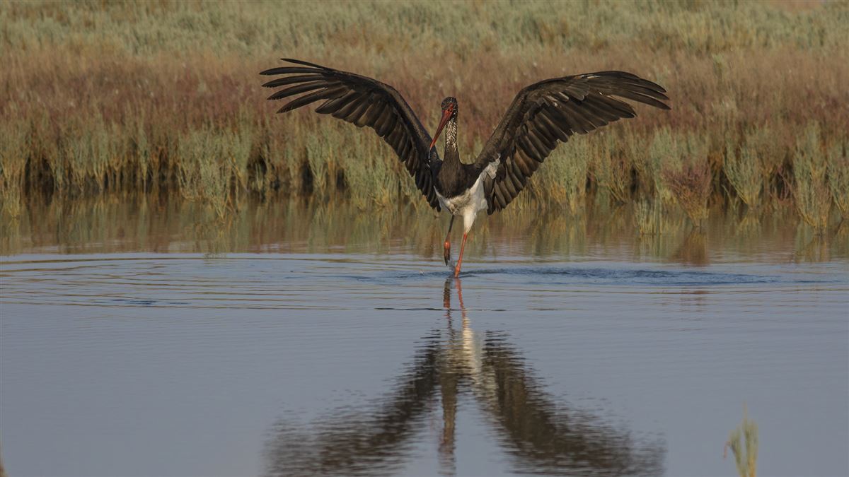 Black Stork