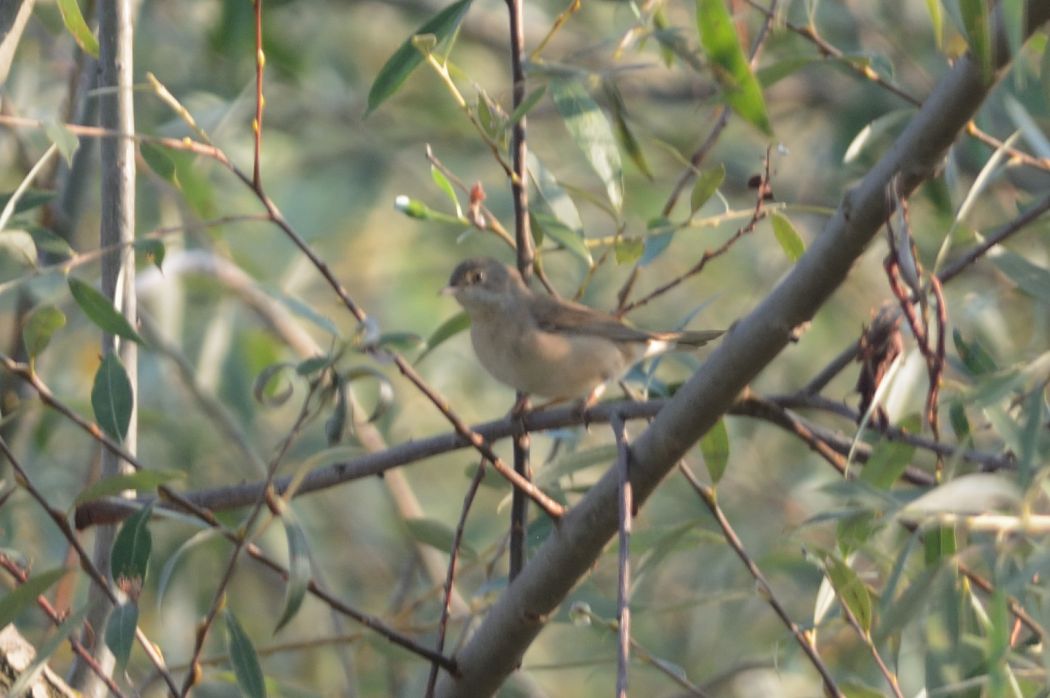 Subalpine Warbler