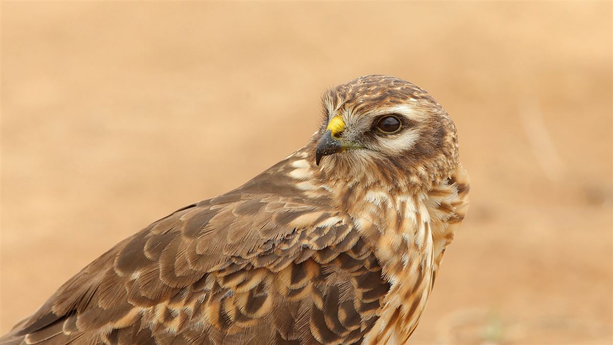 Montagu`s Harrier