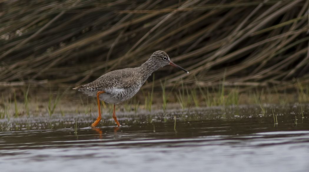 Common Redshank