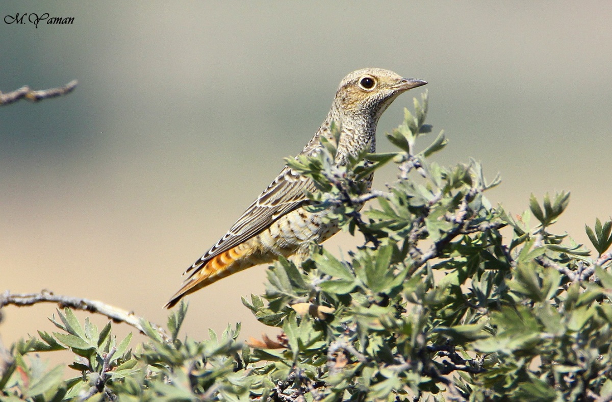 Common Rock Thrush
