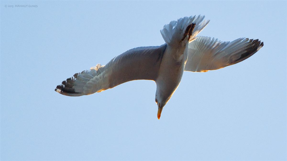 Yellow-legged Gull