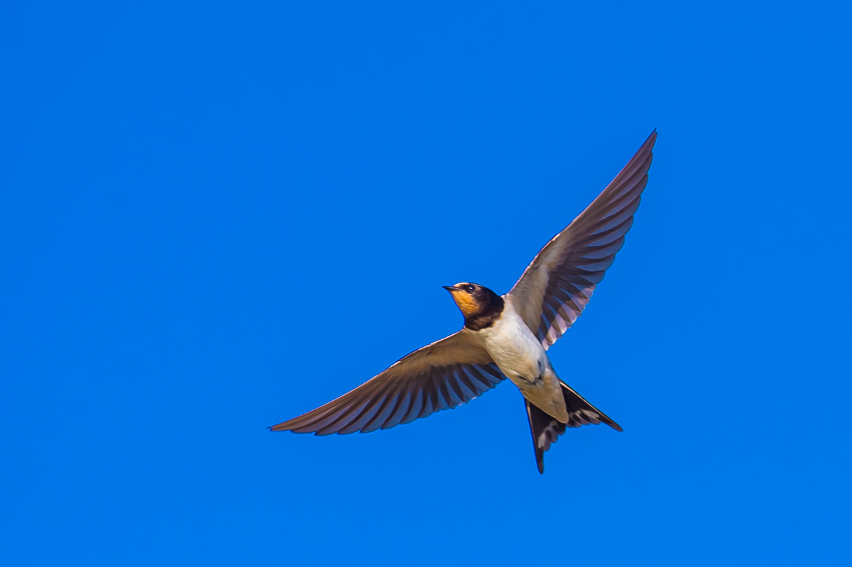 Barn Swallow