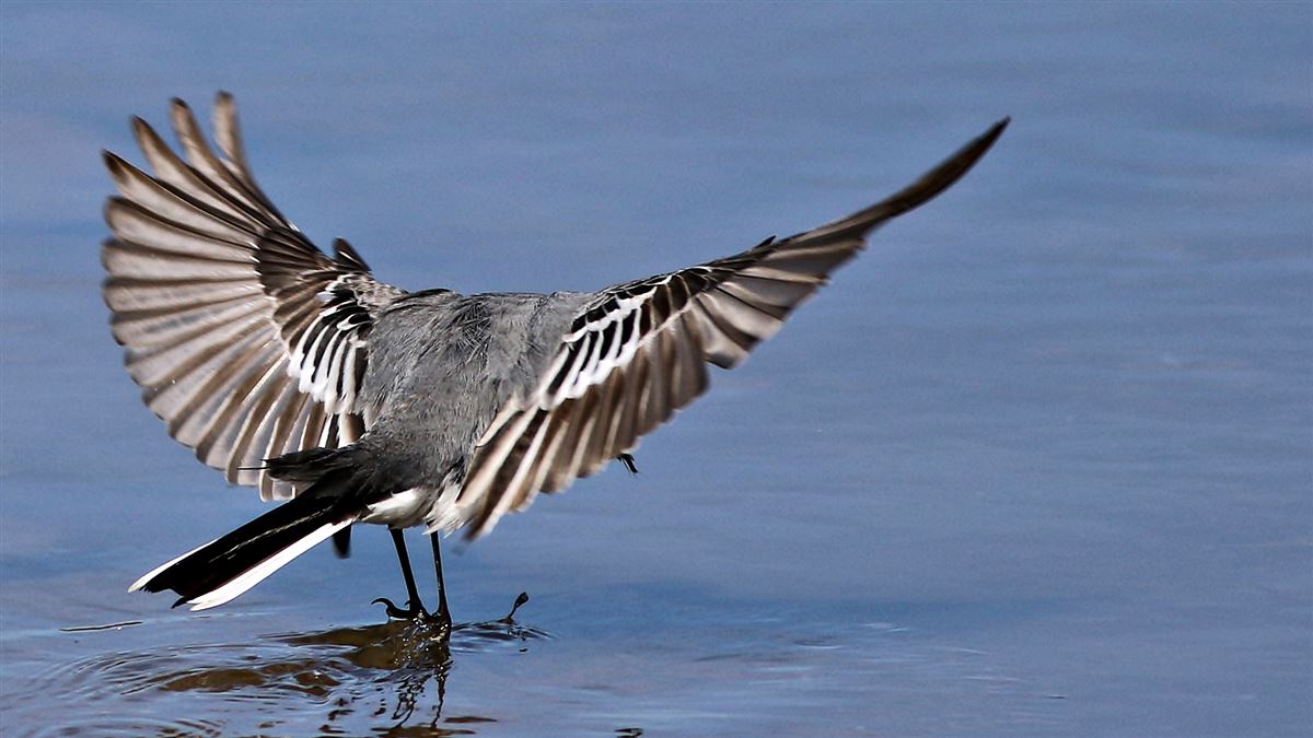 White Wagtail