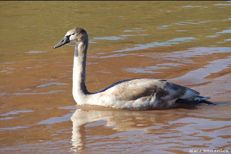Mute Swan