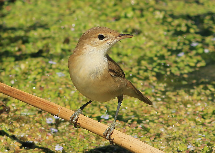 Common Reed Warbler