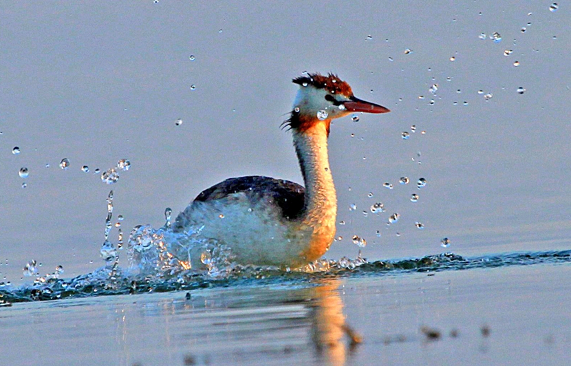 Great Crested Grebe