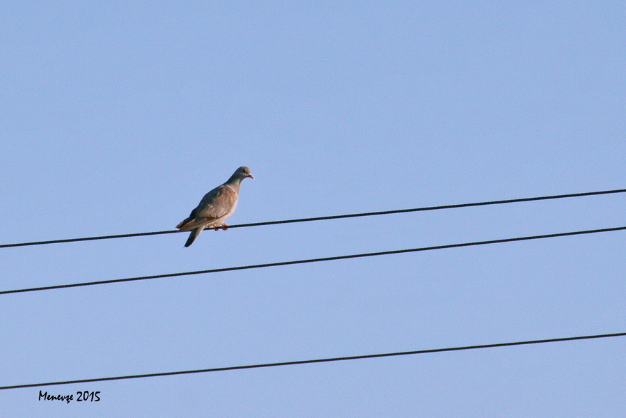 Stock Dove