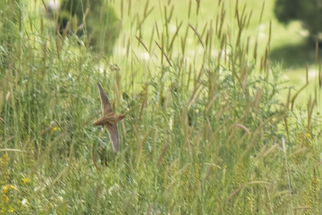 Common Quail