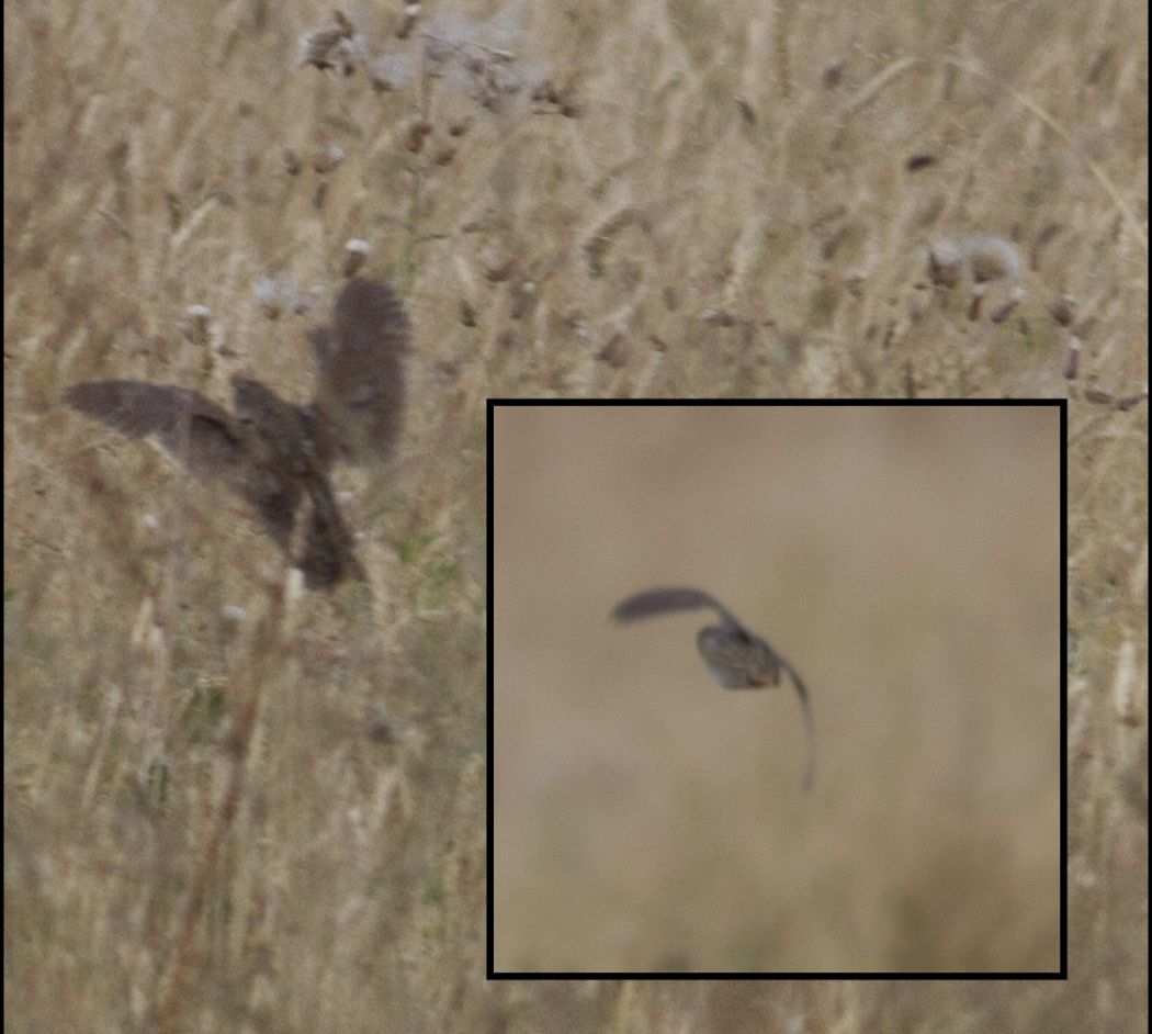 Common Quail