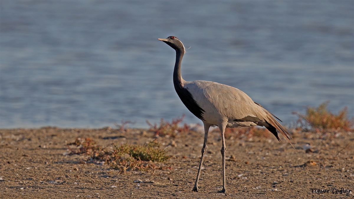 Demoiselle Crane