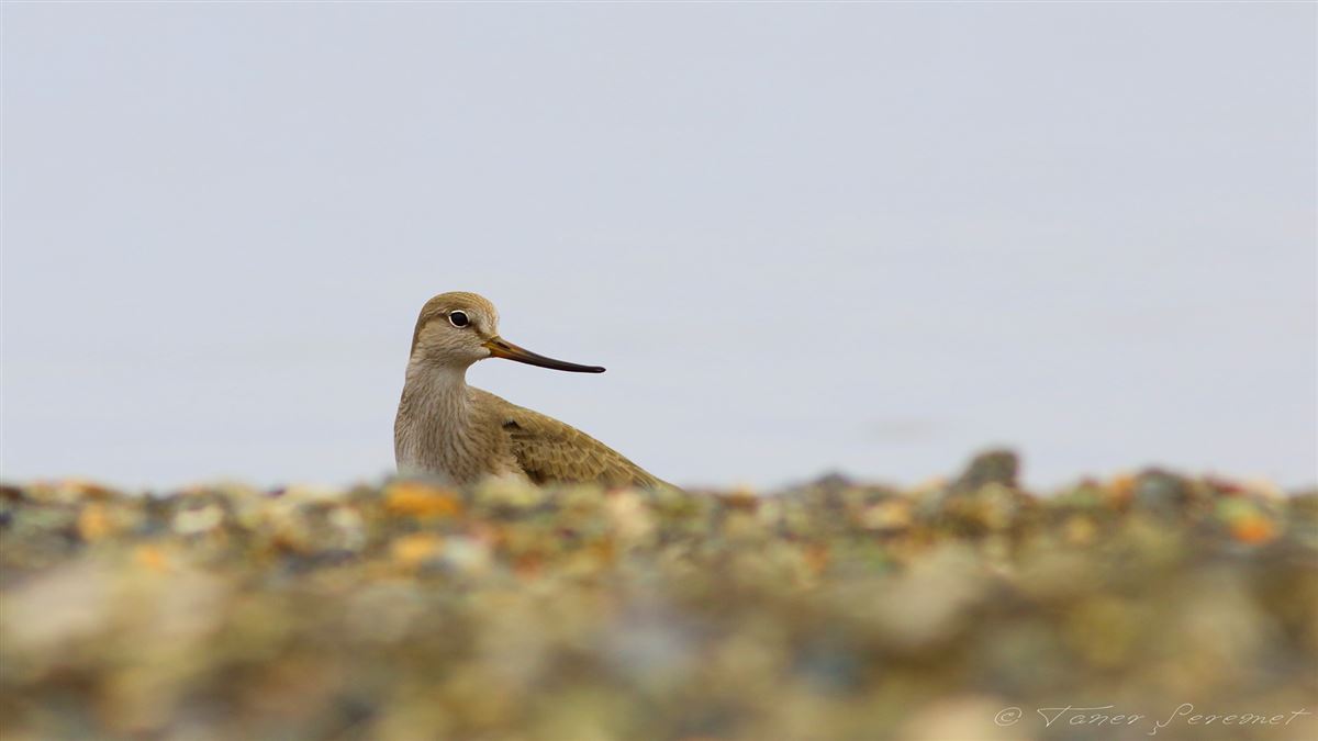 Terek Sandpiper