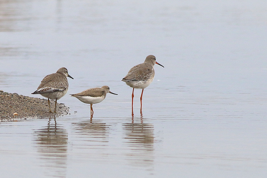 Terek Sandpiper