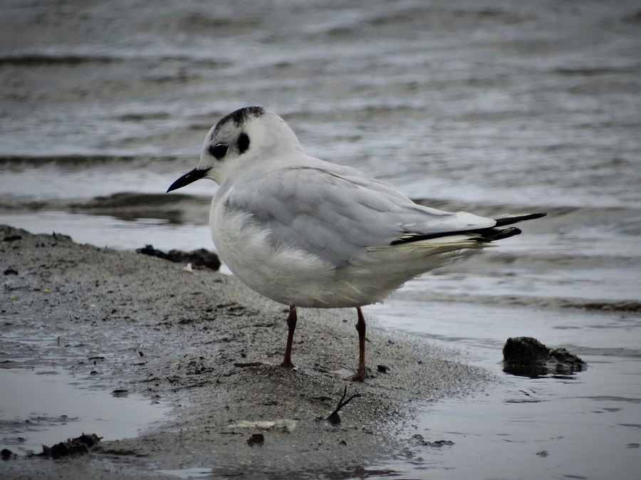 Little Gull